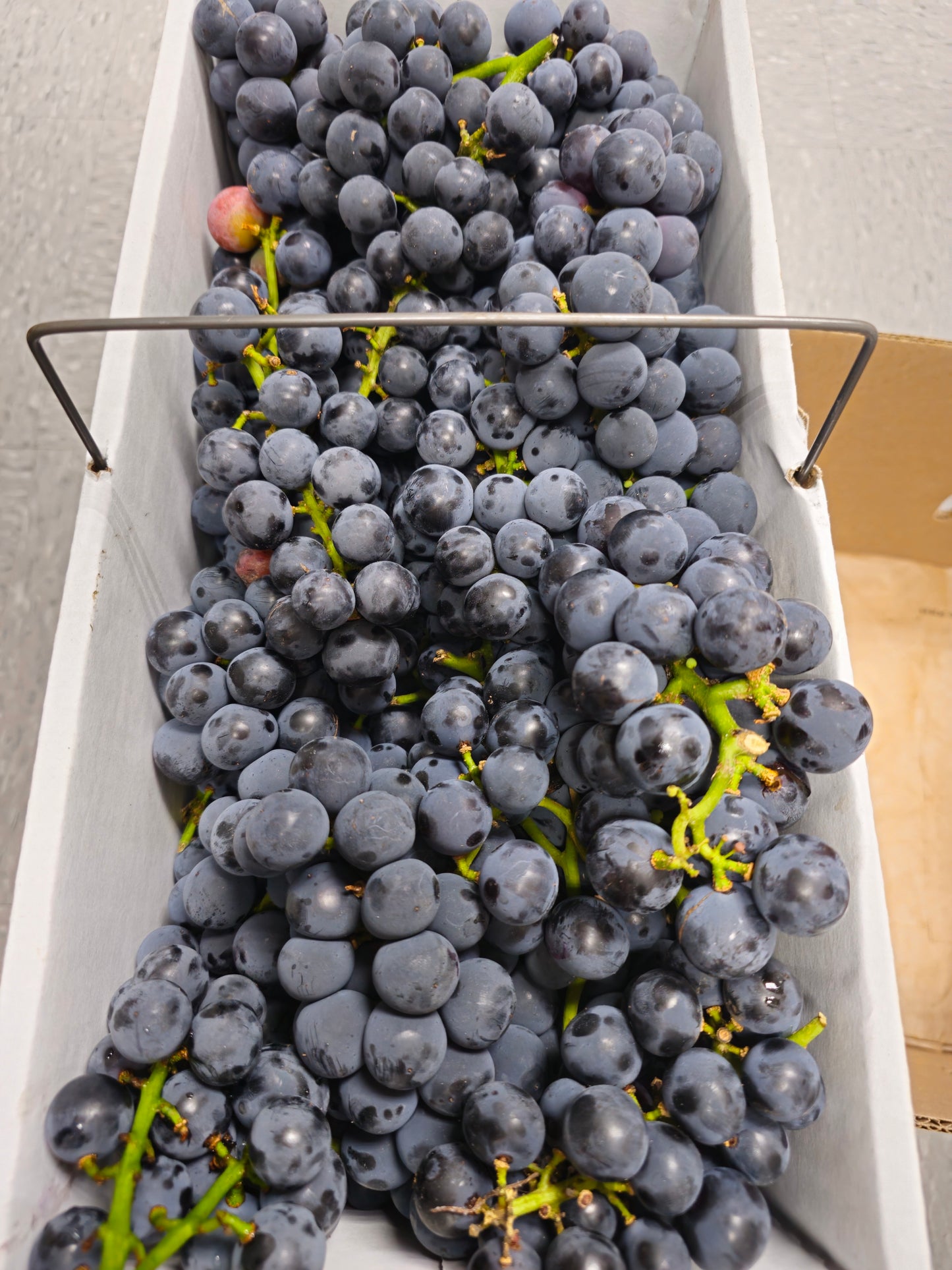 !Black Grapes 1 lb
