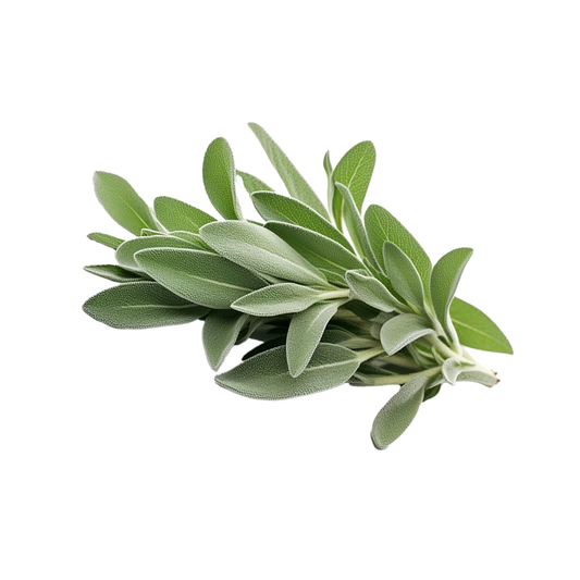 Fresh Sage bunch (5.3 oz)